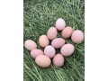30-adet-100-organik-gunluk-gezen-tavuk-yumurtasi-small-2