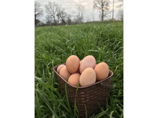 30 Adet %100 Organik Günlük Gezen Tavuk Yumurtası