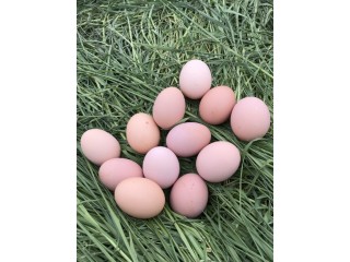 Toptan 30 Adet %100 Organik Gezen Köy Tavuğu Yumurtası