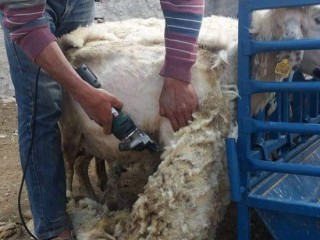 Koyun sağım kilitleme sistemi
