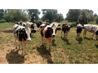 12,20 Aylık Holstein damızlık düveler