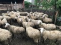 satilik-kuzulu-koyunlar-small-1