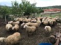 satilik-kuzulu-koyunlar-small-0