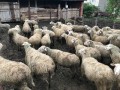 satilik-kuzulu-koyunlar-small-2