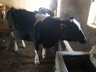 Satılık Holstein Düve