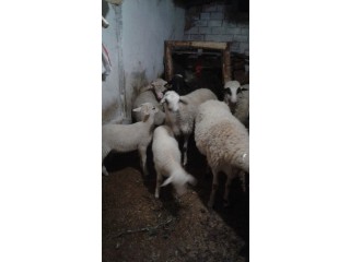 Sahibinden,1 erkek 1 dişi kuzusu olan 3 adet gebe koyun satılıktır
