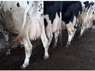 Çiftlikten 30 adet holştayn süt ırkı inek satılık