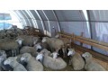 macaristandan-damizlik-gebe-merinos-koyunlar-small-5