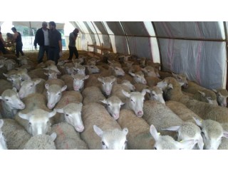 Macaristandan Damızlık Gebe Merinos Koyunlar
