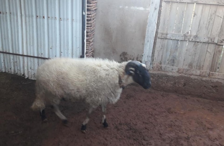 hayvanburada sahibinden satilik safkan sakiz koyunu