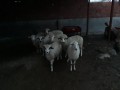 satilik-kuzulu-koyun-ve-gebe-koyunlar-small-1
