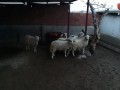 satilik-kuzulu-koyun-ve-gebe-koyunlar-small-0