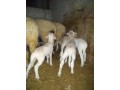 satilik-kuzulu-koyun-ve-gebe-koyunlar-small-6
