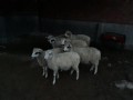 satilik-kuzulu-koyun-ve-gebe-koyunlar-small-3