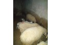 satilik-kuzulu-koyun-ve-gebe-koyunlar-small-5