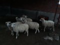 satilik-kuzulu-koyun-ve-gebe-koyunlar-small-2