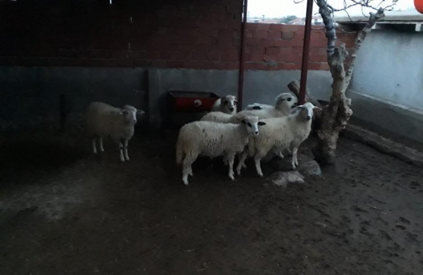 satilik-kuzulu-koyun-ve-gebe-koyunlar-big-0