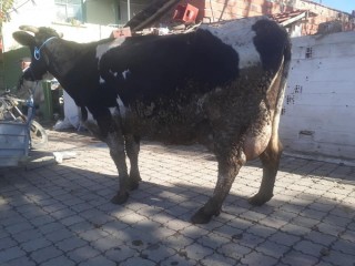 Süt verimi 23 kilo olan, siyah holstein inek satılık
