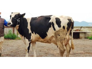 Süt verimi 35 kilo olan, hollanda cinsi satılık inekler