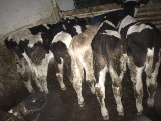 3 aylık, Simental Melezi, Akkafa, Holstein, 5 Adet Erkek Buzağı satılık
