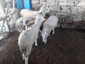 1-erkek-toklu-kocluk-1-erkek-kuzulu-koyun-4-adet-gebe-sisek-koyun-sahibinden-satiliktir-small-3