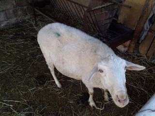 5 adet erkek, 5 aylık 1 dişi kuzu, 1 gebe koyun sahibinden satılık
