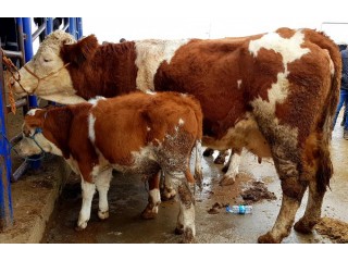 Simental buzağılı sahibinden satılık inekler