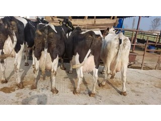 Monbilerd Fleckvih, Holstein, Akbaş, Toplamda 15 Adet Süt İneği satılıktır. Fiyatları, 7000, 9000 arası