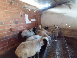 4 ila 4.5 Aylık Ağır Gebe Satılık Koyunlar