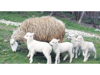 9 Adet satılık kuzulu koyun fiyatları 1325 TL