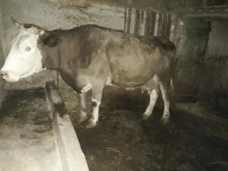 3 aylık ultrason garantili buzağılı inek