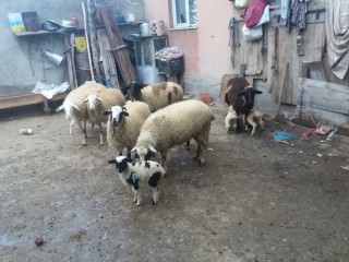 Satılık 6 koyun, 6 kuzu 1 tanesi gebe