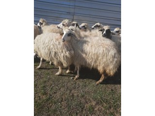 31 adet Koyun Fiyatı 680 Lira
