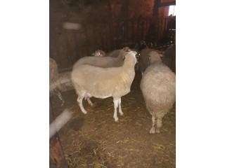 2 tanesi ikiz kuzulu 17 tanesi gebe toplam 19 adet koyun satılıktır