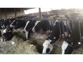 Çiftliğimi kapatıyorum, Acil satılık süt inekleri