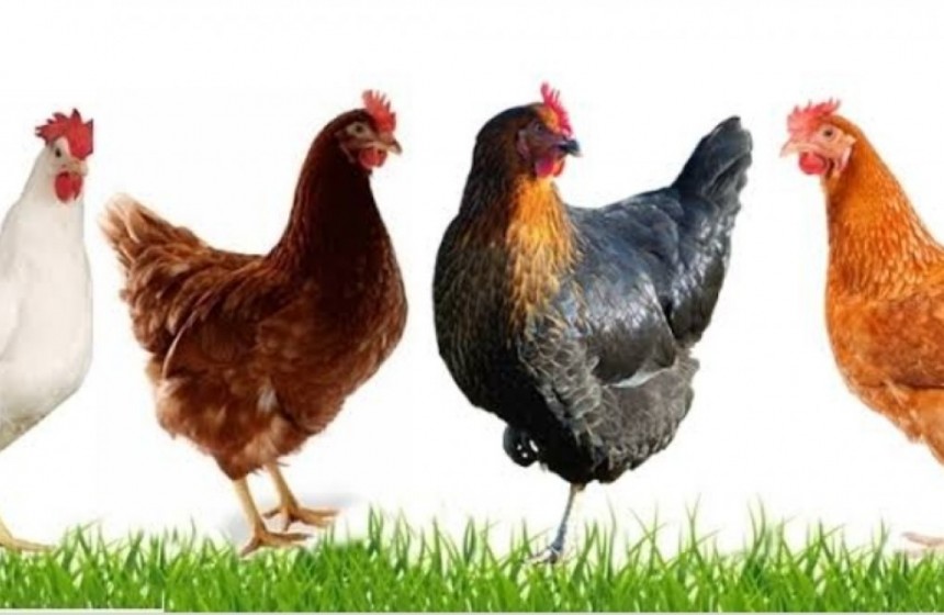 ataks-lohman-tinted-yarka-yumurta-tavuklari-big-0
