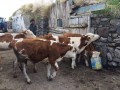 karstan-hayvan-pazarindan-uygun-fiyatlara-hayvan-05550152536-temini-small-1