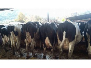 1.Sınıf çiftliğimizde satılık mayar gebe ve buzağı inekler