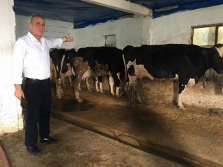 Hollanda İneği, Hollanda Hoştayn Süt İneklerimiz Satılıktır