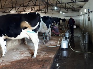 Hollanda Holstein Süt İneklerimiz Satışa Çıkmıştır. Hollanda Hoştayn