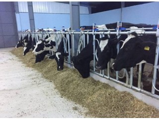 Çiftliğimizden 35 adet hollanda hostein süt inekleri