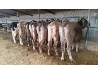 9 tane inek 1 tanesi doğurmuş kurbanlık inek