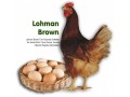 lohman-brown-yumurta-tavuklari-small-0