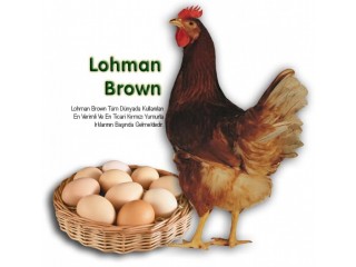 Lohman Brown Yumurta Tavukları