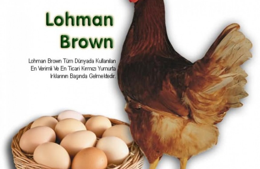 lohman-brown-yumurta-tavuklari-big-0
