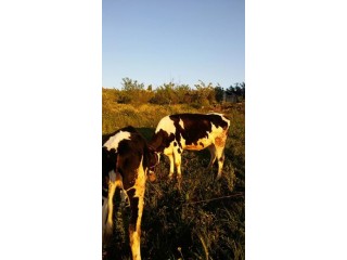 2 Adet Holstein Düve