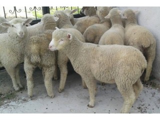 Satılık Safkan İle de France Koyun Kuzuları