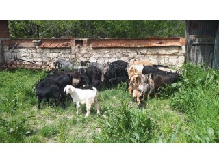 20 adet oğlaklı genç kara keçi, 20 oğlak yanında