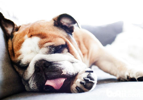 How to strengthen the dog