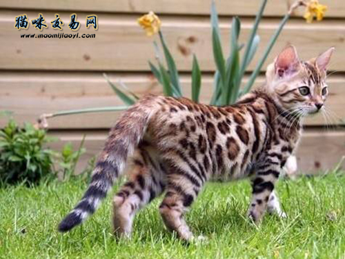 How much does a Manjikang low-legged cat cost in Meishan City!